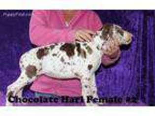 Great Dane Puppy for sale in Wittensville, KY, USA