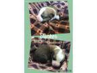 Pembroke Welsh Corgi Puppy for sale in Sheldon, MO, USA