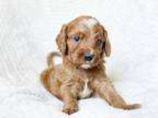 Cavapoo Puppy for sale in Golden City, MO, USA