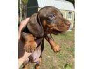 Dachshund Puppy for sale in Hawthorne, FL, USA