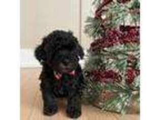 Mutt Puppy for sale in Carol Stream, IL, USA