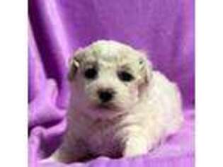 Bichon Frise Puppy for sale in Atlanta, GA, USA