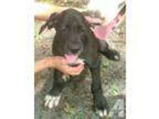 Great Dane Puppy for sale in ARCADIA, FL, USA