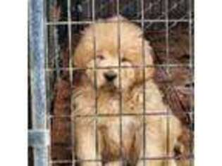 Tibetan Mastiff Puppy for sale in Los Angeles, CA, USA
