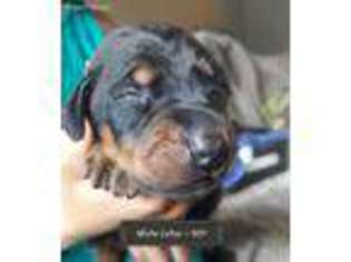 Doberman Pinscher Puppy for sale in Federal Way, WA, USA