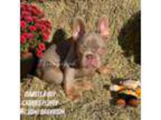 French Bulldog Puppy for sale in Davis, OK, USA
