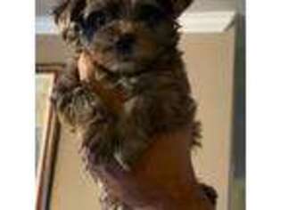 Yorkshire Terrier Puppy for sale in Middletown, DE, USA