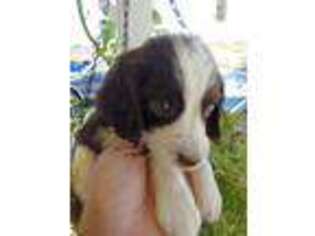 English Springer Spaniel Puppy for sale in Salton City, CA, USA