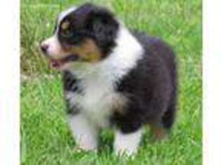 Australian Shepherd Puppy for sale in Anahuac, TX, USA