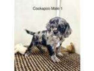 Cock-A-Poo Puppy for sale in Gordonsville, TN, USA