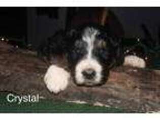 Mutt Puppy for sale in Rosebush, MI, USA