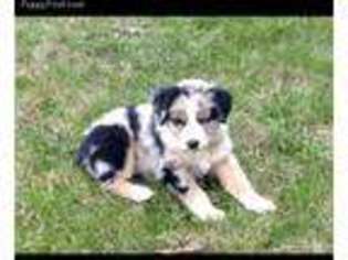 Australian Shepherd Puppy for sale in North Plains, OR, USA
