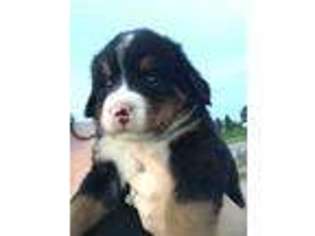 Bernese Mountain Dog Puppy for sale in Crothersville, IN, USA