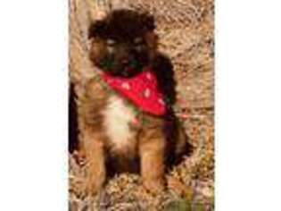 Belgian Tervuren Puppy for sale in Wright City, MO, USA