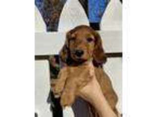 Dachshund Puppy for sale in Stephens City, VA, USA