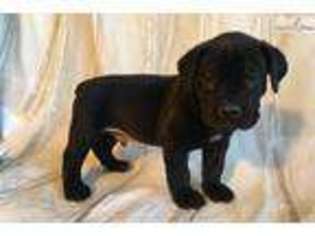 Boerboel Puppy for sale in Harrisburg, PA, USA
