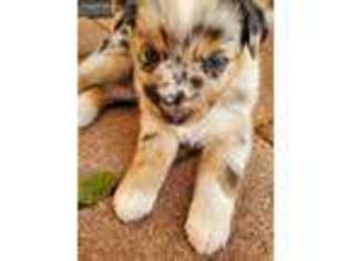 Australian Shepherd Puppy for sale in Bastrop, TX, USA