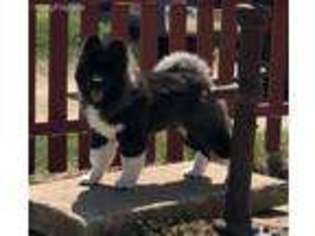Akita Puppy for sale in Mc Louth, KS, USA