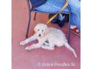 Labradoodle Puppy for sale in Yoder, CO, USA