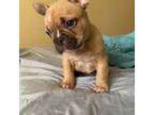French Bulldog Puppy for sale in Harrison, NJ, USA