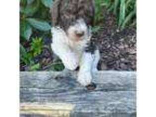 Goldendoodle Puppy for sale in Pulaski, NY, USA