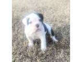 Olde English Bulldogge Puppy for sale in Spotsylvania, VA, USA