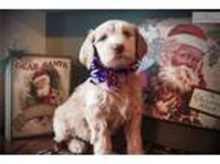 Goldendoodle Puppy for sale in Topeka, KS, USA