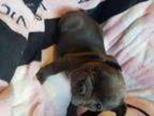 French Bulldog Puppy for sale in Dover Plains, NY, USA
