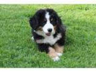 Bernese Mountain Dog Puppy for sale in Walton, IN, USA