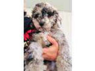 Mutt Puppy for sale in Piedmont, OH, USA