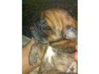 Mastiff Puppy for sale in DRY PRONG, LA, USA