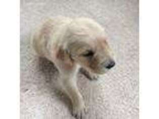 Golden Retriever Puppy for sale in Saint Helen, MI, USA
