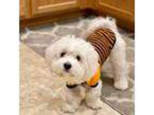 Coton de Tulear Puppy for sale in Hillsboro, OR, USA