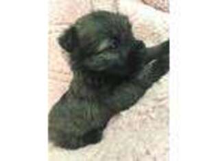 Cairn Terrier Puppy for sale in Tiffin, OH, USA