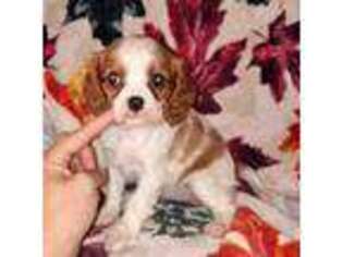 Cavalier King Charles Spaniel Puppy for sale in Kingwood, TX, USA