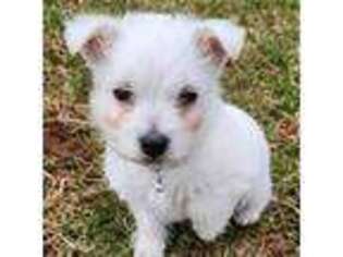 West Highland White Terrier Puppy for sale in Reinholds, PA, USA