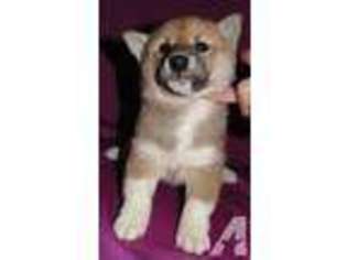 Shiba Inu Puppy for sale in REDKEY, IN, USA