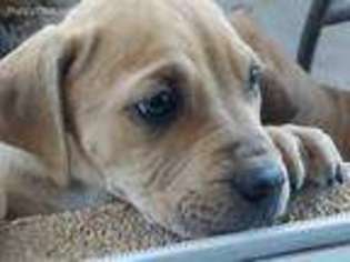 Boerboel Puppy for sale in Albuquerque, NM, USA