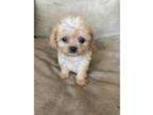 Cavapoo Puppy for sale in Carlton, GA, USA