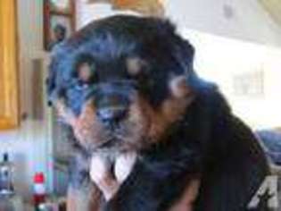 Rottweiler Puppy for sale in RANCHITA, CA, USA