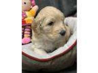 Goldendoodle Puppy for sale in Bonduel, WI, USA