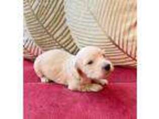 Dachshund Puppy for sale in Franklin, TX, USA