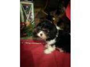 Cavachon Puppy for sale in Grand Rapids, MI, USA
