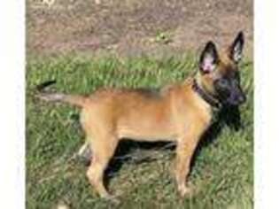 Belgian Malinois Puppy for sale in Columbia, MD, USA
