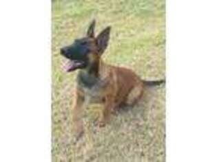 Belgian Malinois Puppy for sale in El Centro, CA, USA