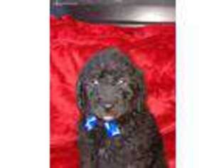 Goldendoodle Puppy for sale in Woodland Park, CO, USA