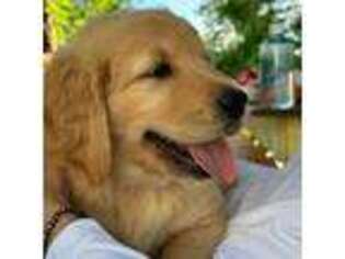 Golden Retriever Puppy for sale in Weaverville, NC, USA
