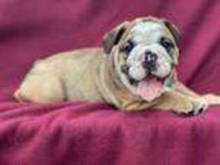 Bulldog Puppy for sale in Taylorsville, NC, USA