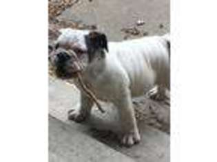 Bulldog Puppy for sale in Tipton, IN, USA