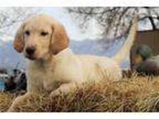 Labrador Retriever Puppy for sale in Denver, CO, USA